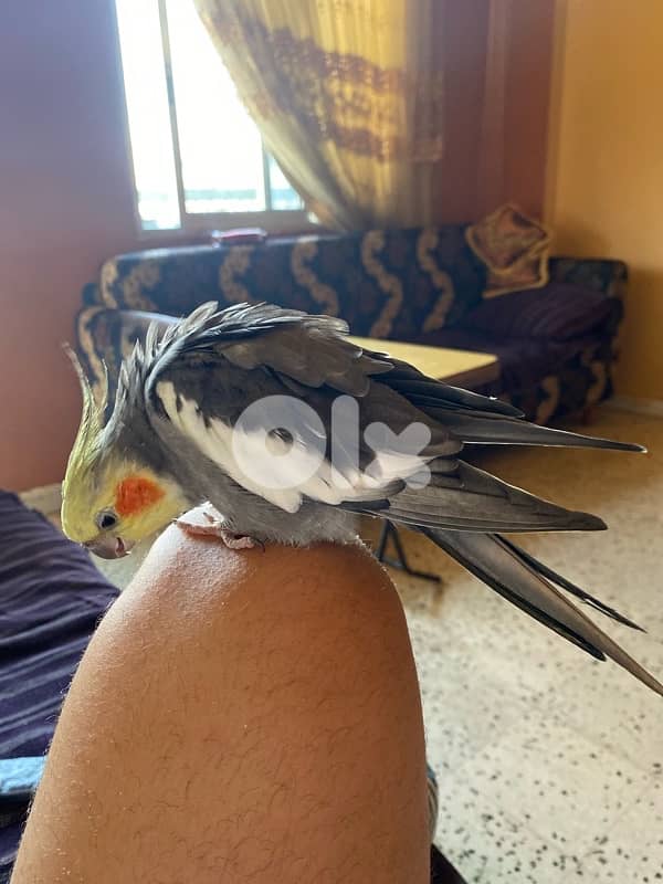 super tamed cockatiel 2