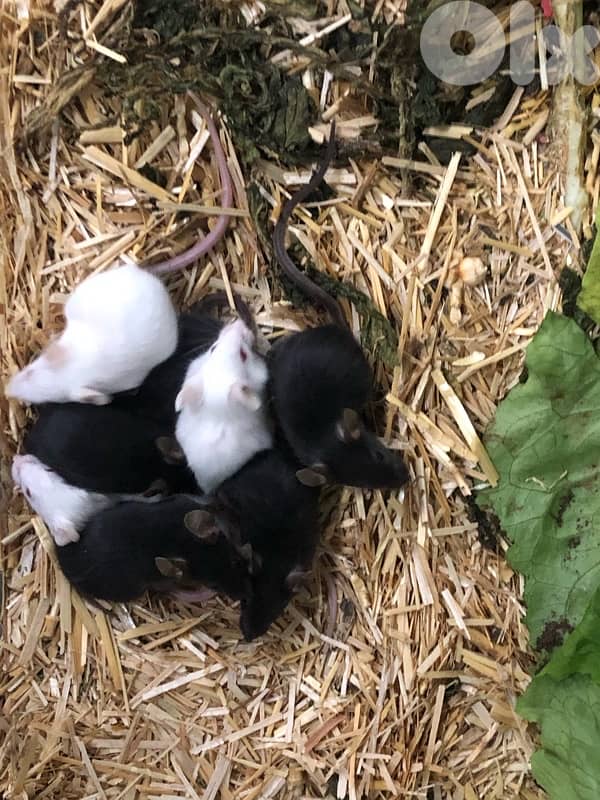 Russian Dwarf Hamsters and fancy mice for sale 5
