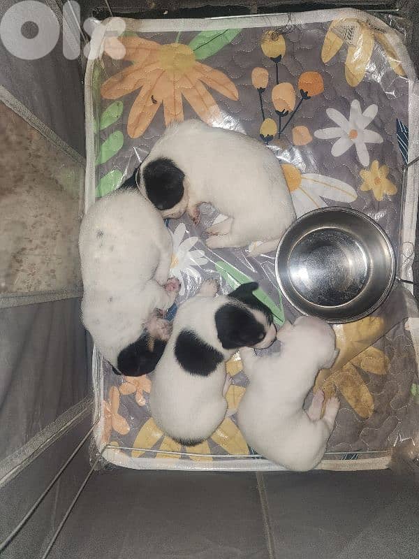 dogs for sale 0