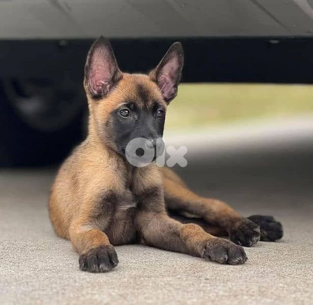 Belgian Malinois Puppies - in store & delivery 0