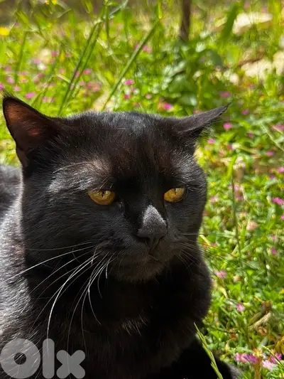 cat for adoption