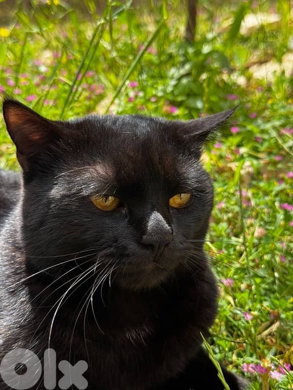 cat for adoption 0