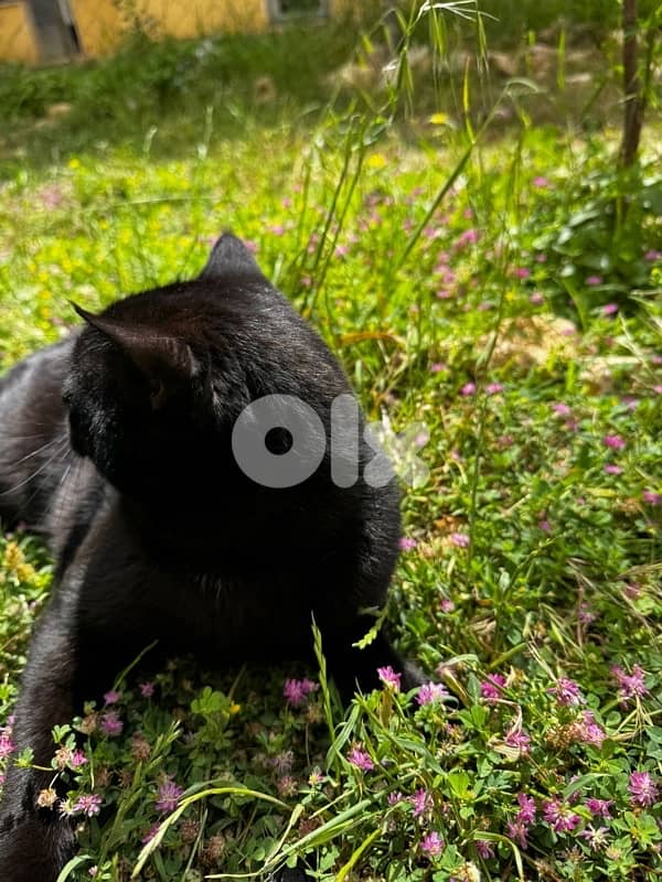 cat for adoption 1