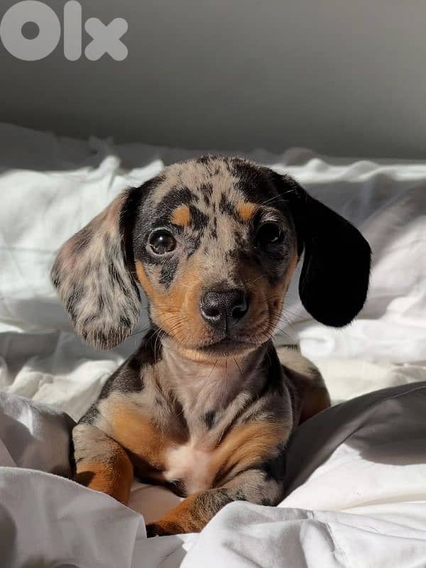 Our Charming Dachshund Daple Color Available in store & Delivery 0