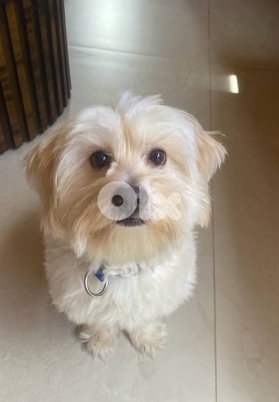 snowy , bichon maltese 0