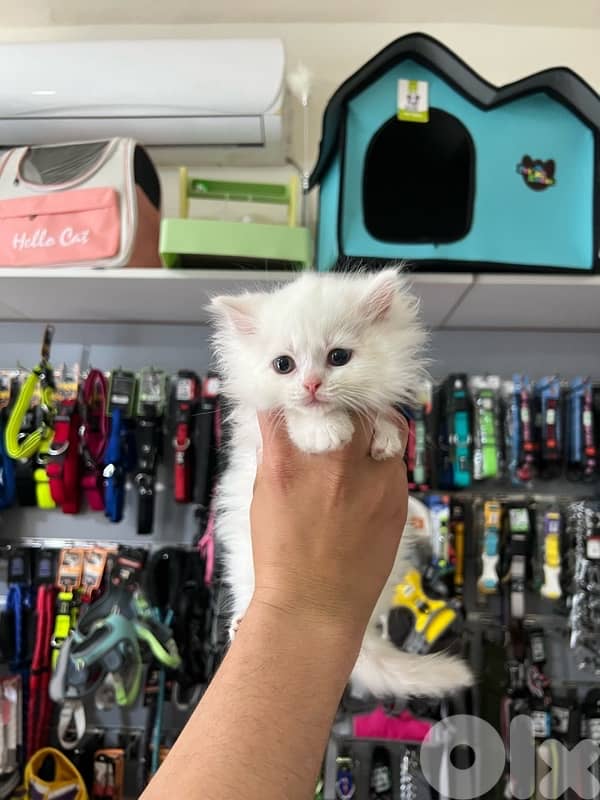 Adorable Long Hair Kittens 0