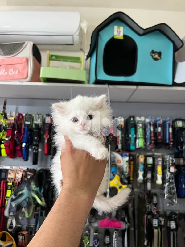 Adorable Long Hair Kittens 1