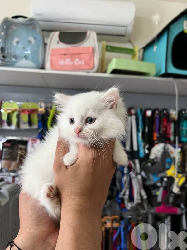 Adorable Long Hair Kittens 2
