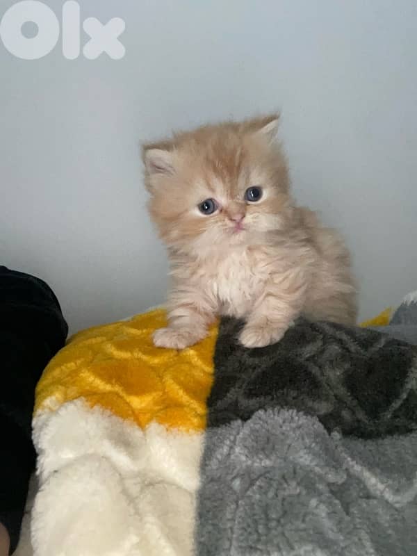 pure persian cat and exotic short hair 0