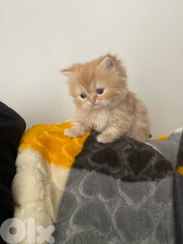 pure persian cat and exotic short hair 1