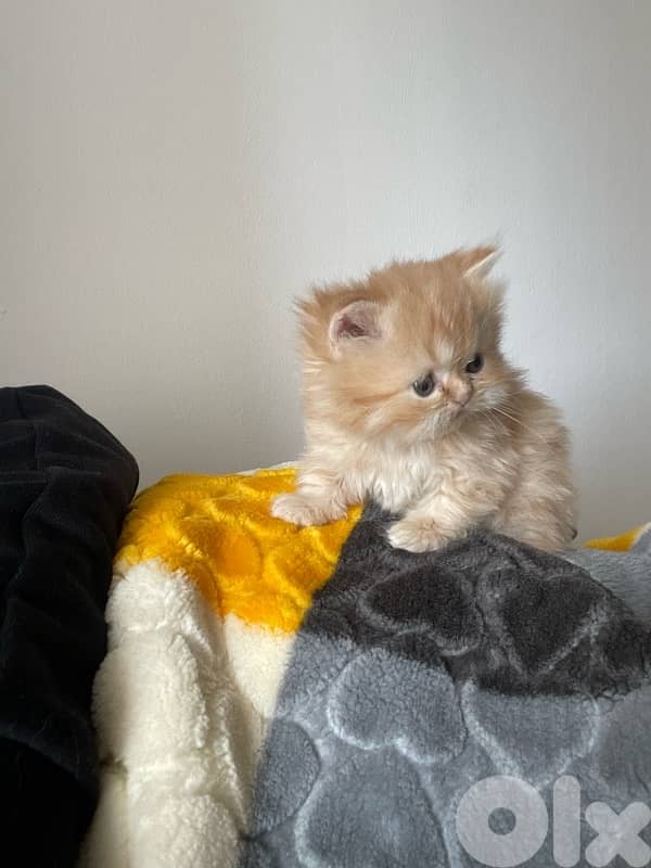 pure persian cat and exotic short hair 3