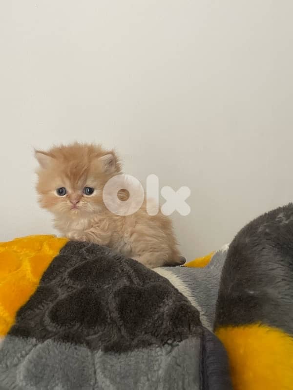 pure persian cat and exotic short hair 4
