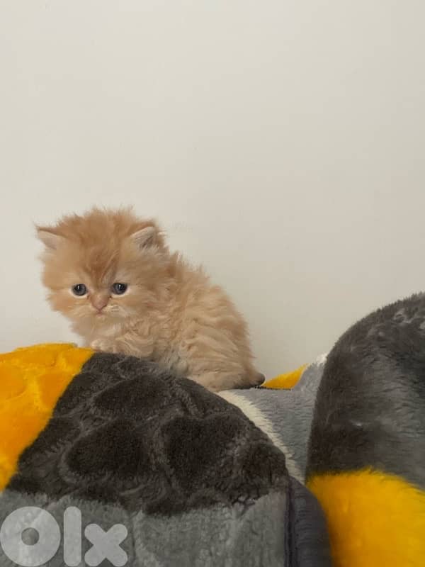 pure persian cat and exotic short hair 5