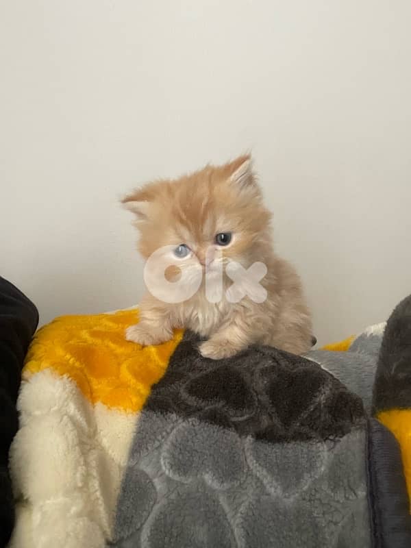 pure persian cat and exotic short hair 6