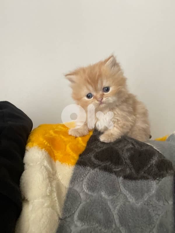 pure persian cat and exotic short hair 7