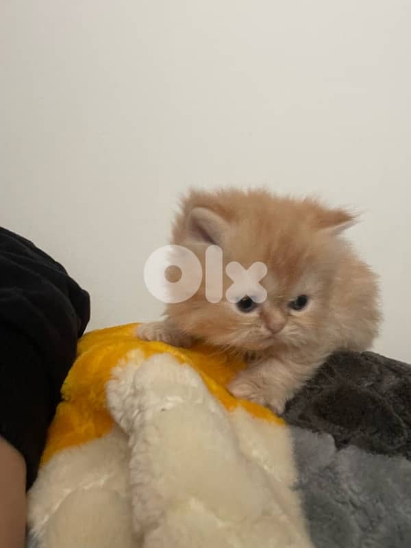 pure persian cat and exotic short hair 8