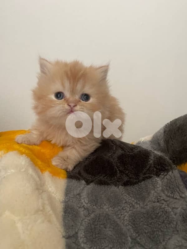 pure persian cat and exotic short hair 9