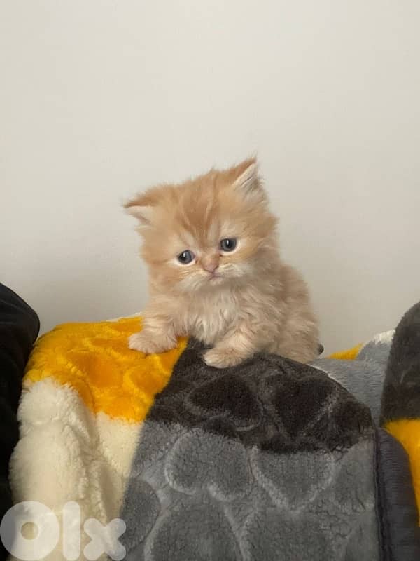 persien cats 0
