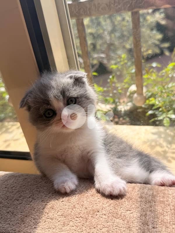Scottish fold kitten 0