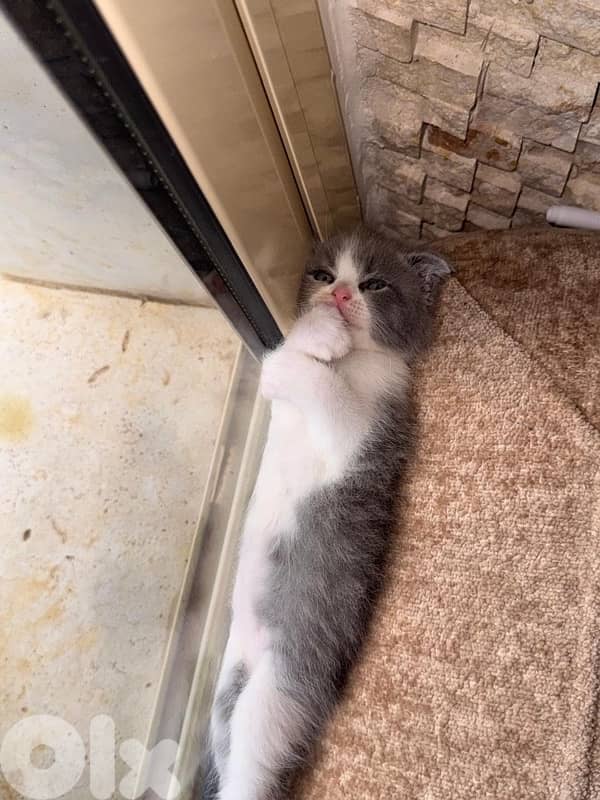Scottish fold kitten 1
