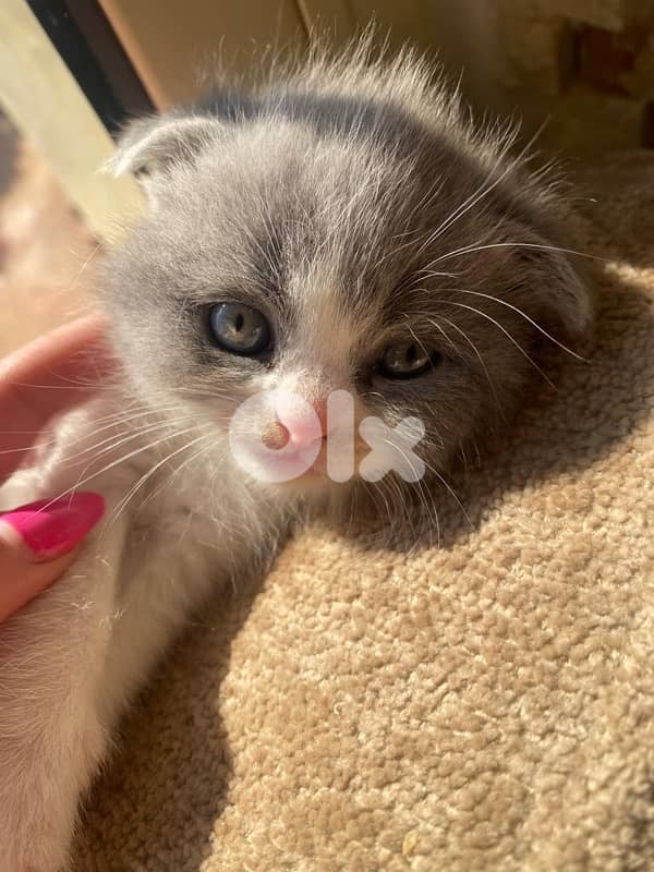 Scottish fold kitten 2