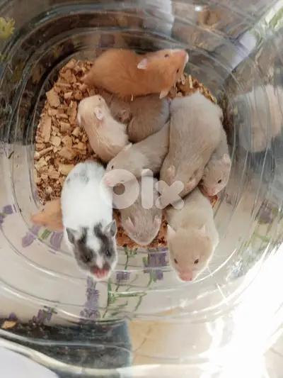hamsters