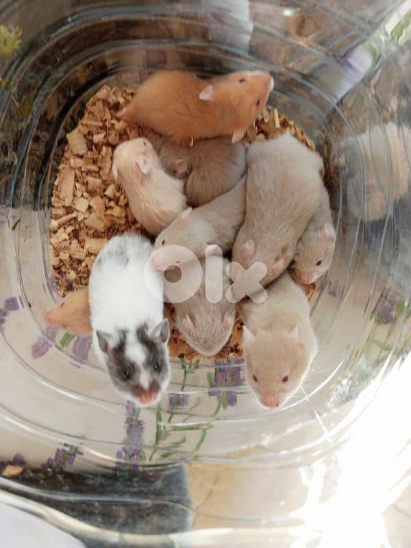hamsters 0