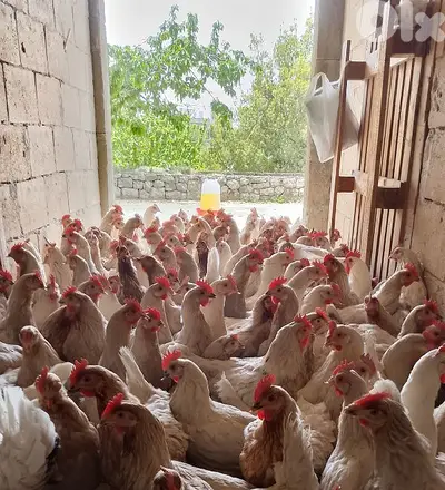 دجاج صونيا ب ٦٠٠ ألف 76419998