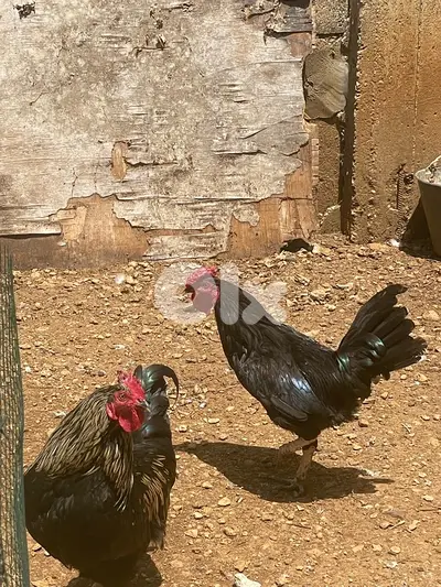 ديوك بلدي للبيع