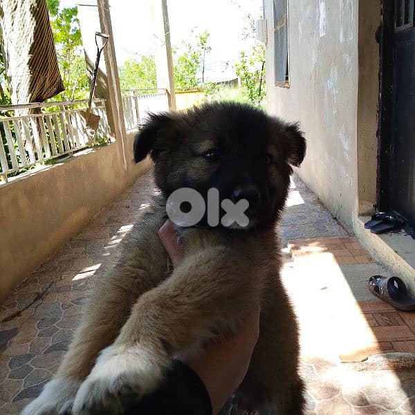 dog 4 sale mix between German shepherd and malinois 0