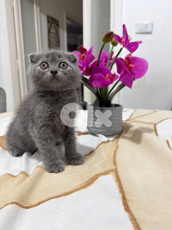 kitten 0