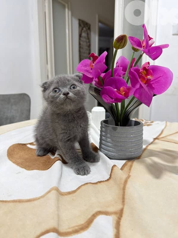 kitten 1