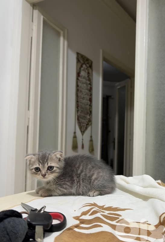 kitten 3