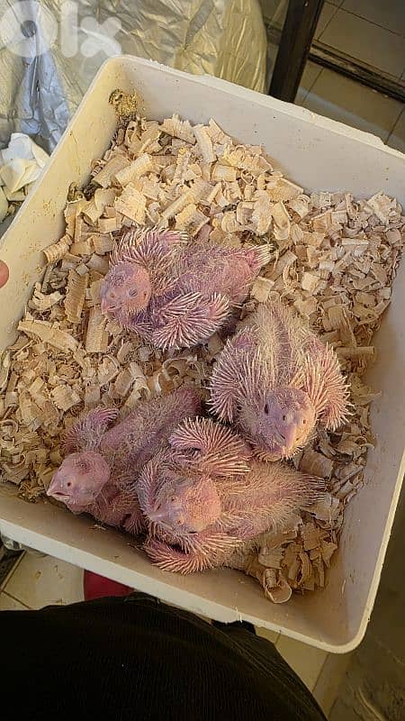 cockatiel 0