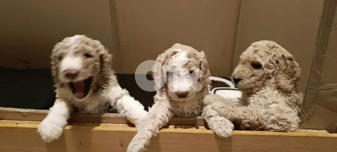 standard poodle