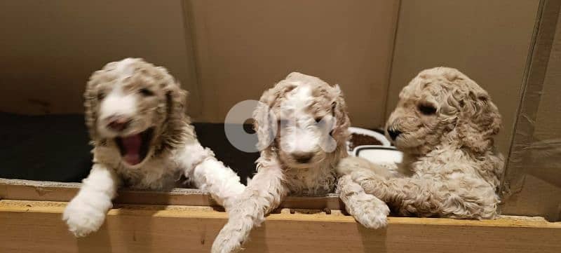 standard poodle 0
