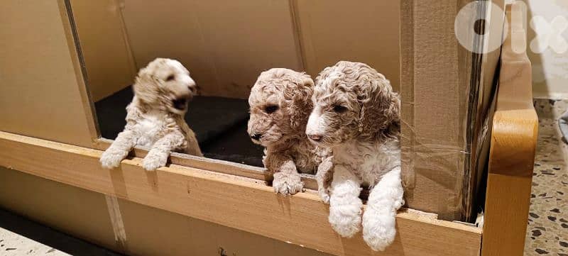 standard poodle 1