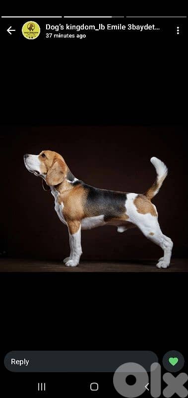 Beagle  or cavalier  king charles 0