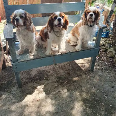 cavalier  king charles