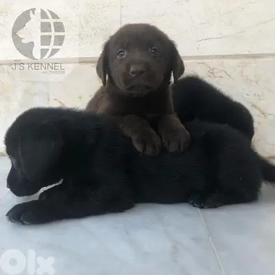 Labrador Puppies