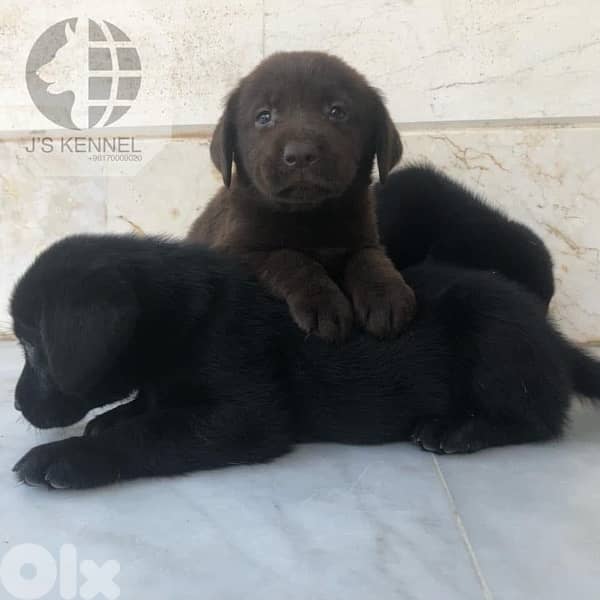Labrador Puppies 0