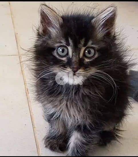 Fluffy Maine Coon Mix Kitten – Cute & Playful 0