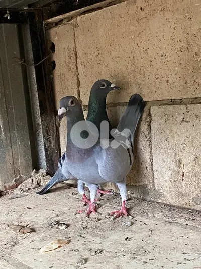 بصحه جيدة