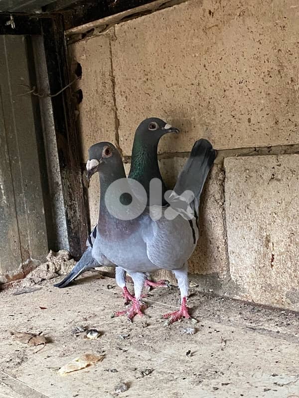 بصحه جيدة 0
