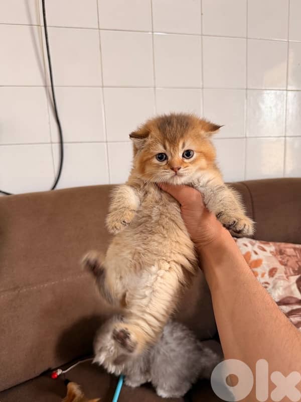 Golden chinchilla 0