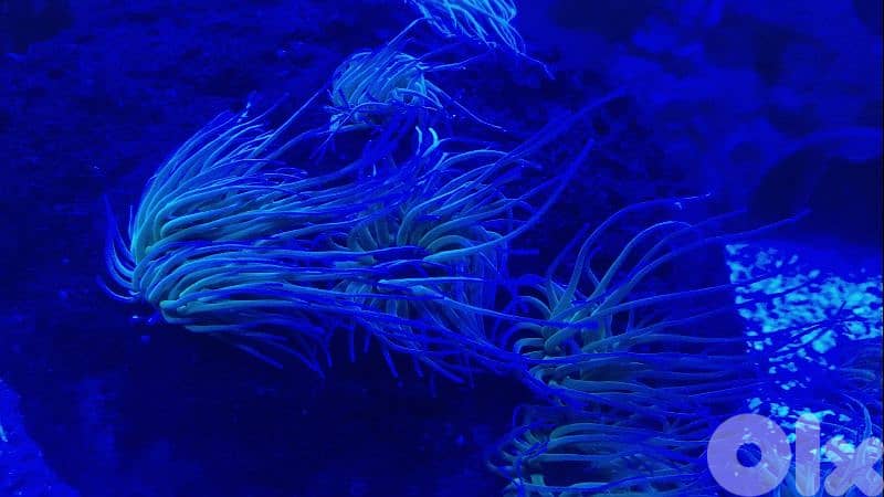 snakelocks anemone 1