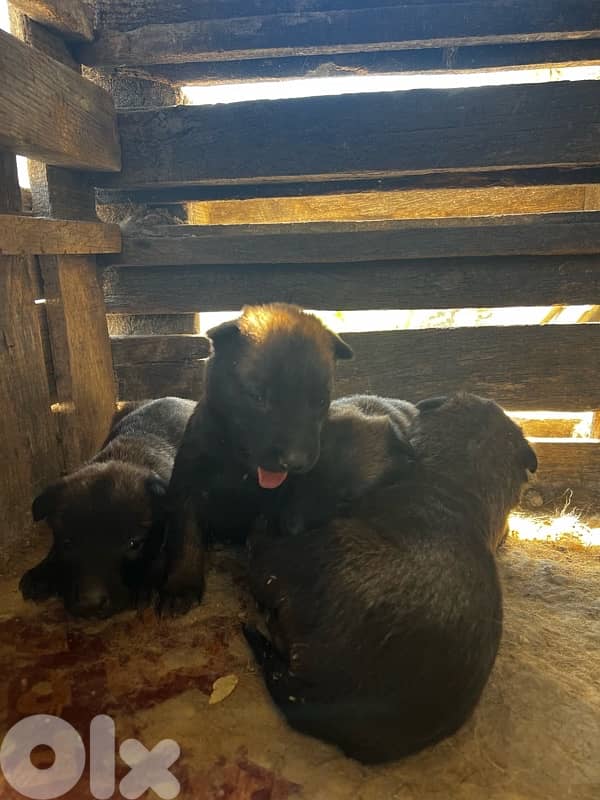 pure malinois female balck mask 0