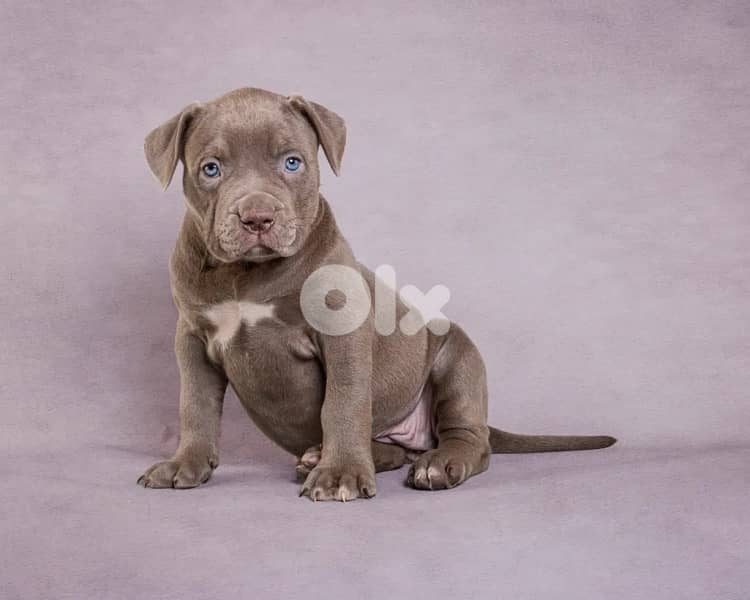 badi pitbull 0