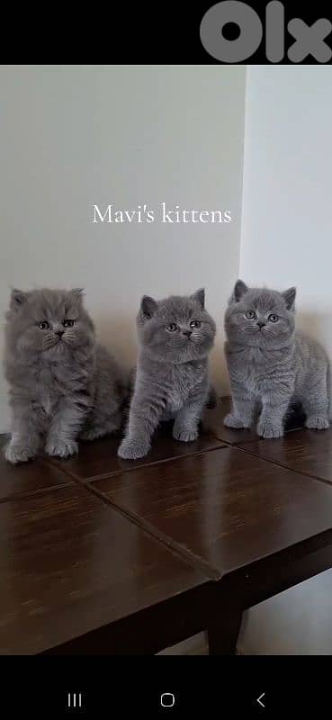 British shorthair & Scottish fold kittens for Sale 1