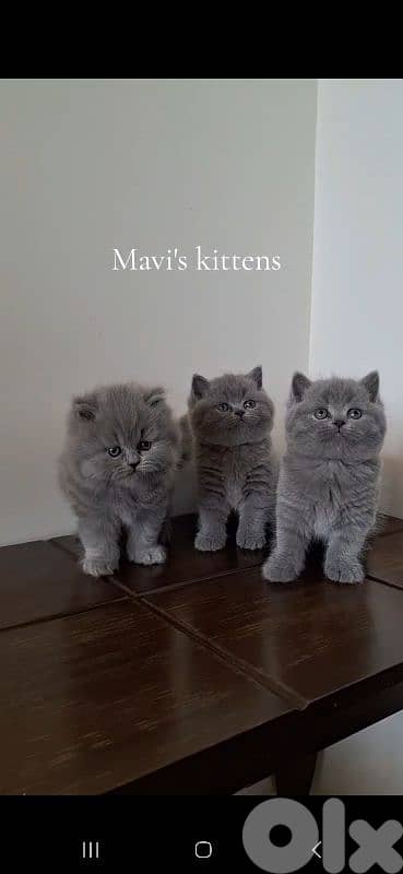 British shorthair & Scottish fold kittens for Sale 2